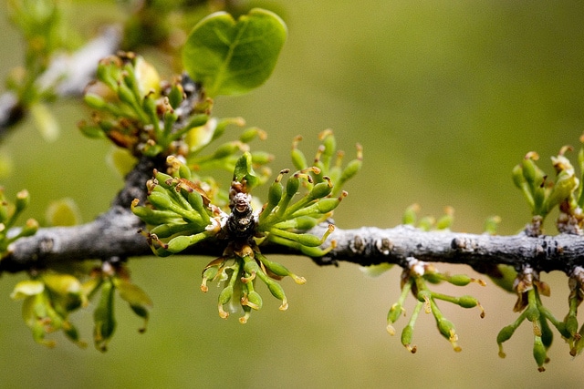 Forestiera pubescens (Forestiera pubescens)