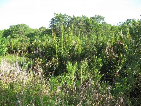 Forestiera segregata