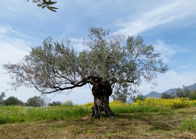 Forsythia europaea