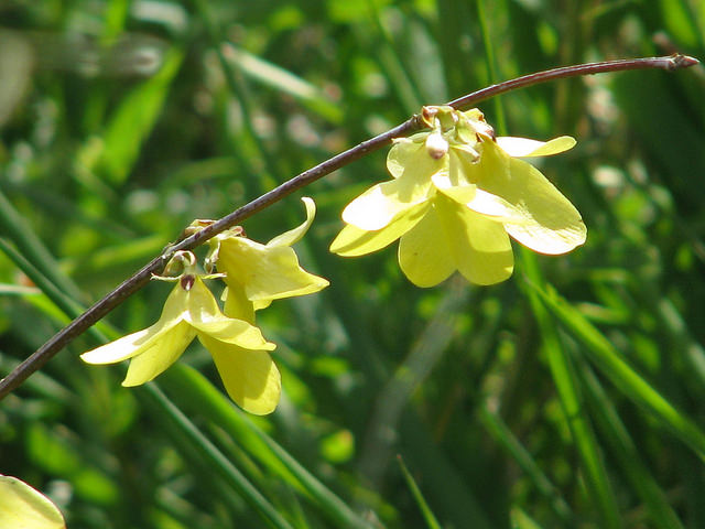 Forsythia pleureur