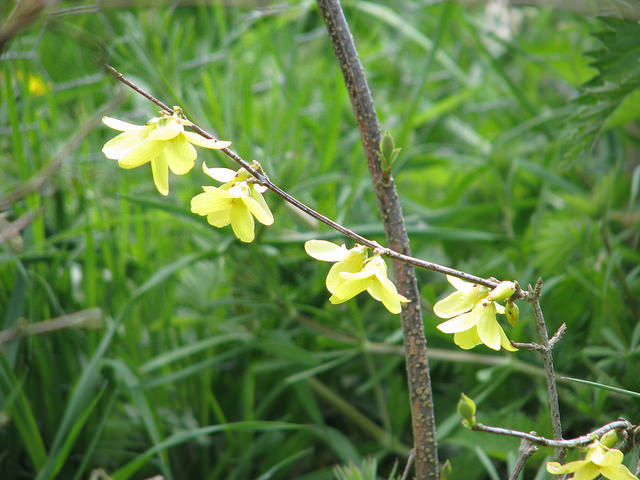 Forsythia pleureur