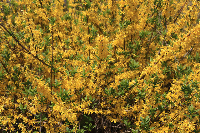 Forsythia pleureur