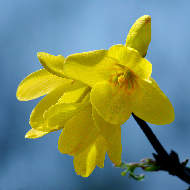 Forsythia pleureur