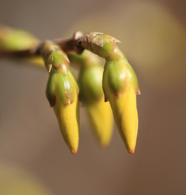 Forsythia pleureur