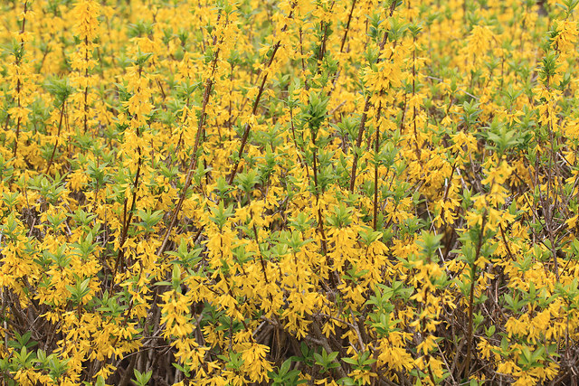 Forsythia viridissima (Forsythia viridissima)