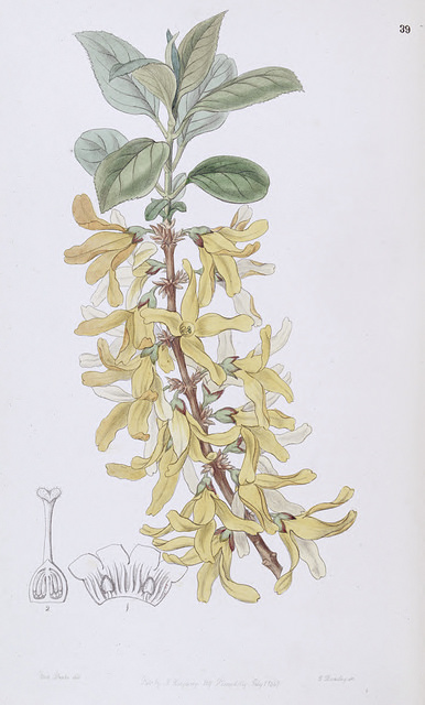 Forsythia viridissima
