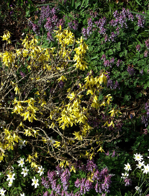Forsythia viridissima