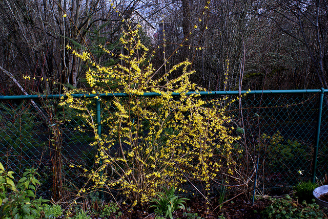 Forsythia viridissima