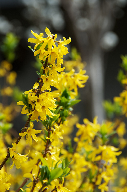 Forsythia viridissima