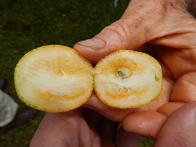 Kumquat marumi (Fortunella japonica)