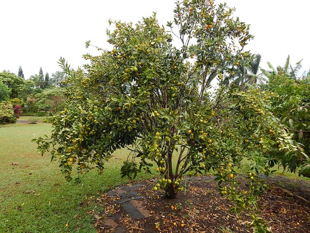 Kumquat marumi