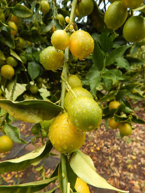 Kumquat marumi