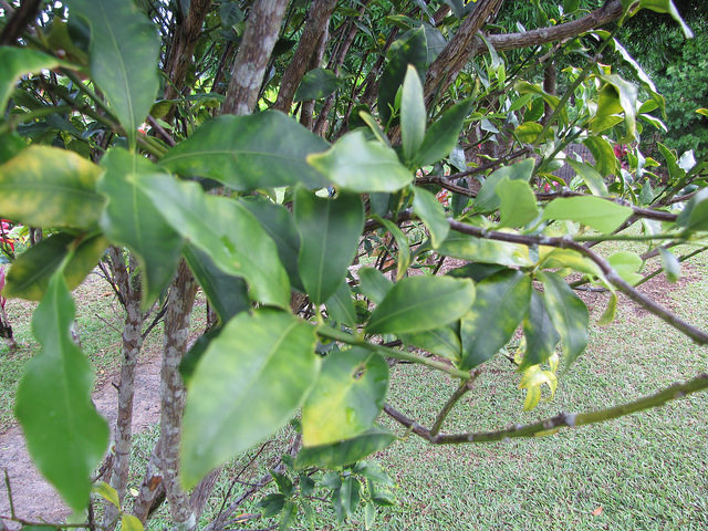 Kumquat marumi