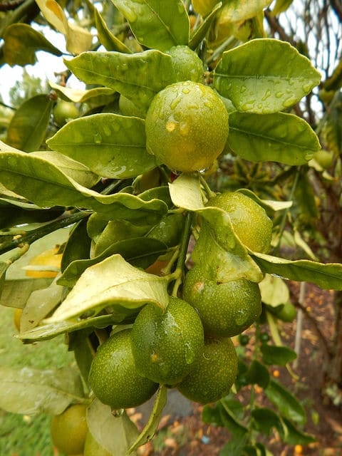 Kumquat marumi