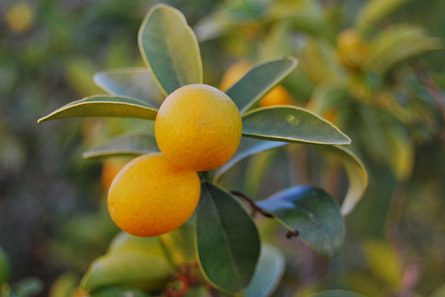 Kumquat à fruits ovales