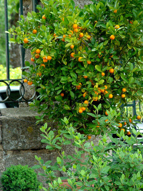 Kumquat à fruits ovales