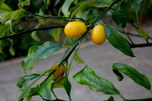 Kumquat à fruits ovales