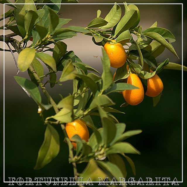 Kumquat à fruits ovales
