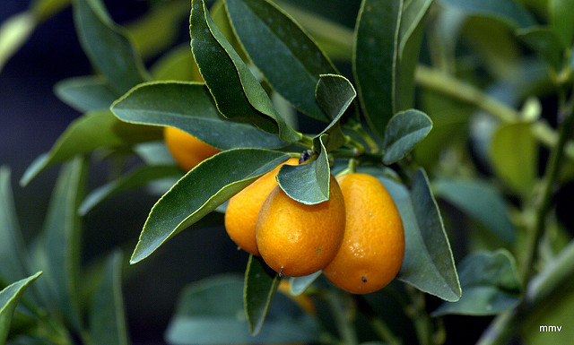 Kumquat à fruits ovales