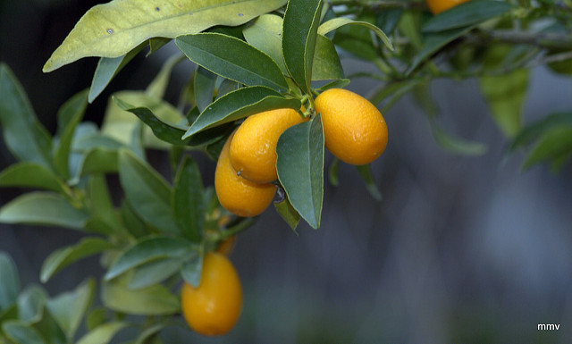 Kumquat à fruits ovales (Fortunella margarita)
