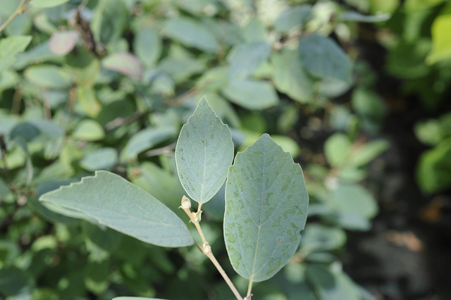 Fothergilla gardenii (Fothergilla gardenii)