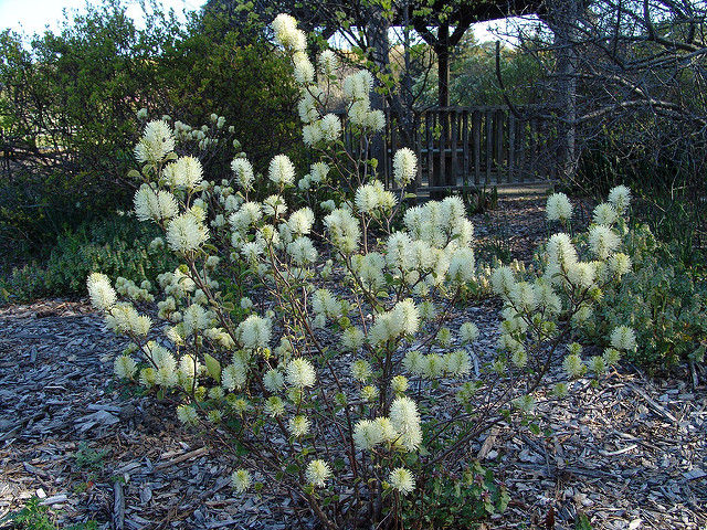 Fothergilla major