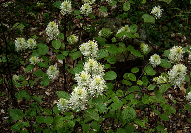 Fothergilla major