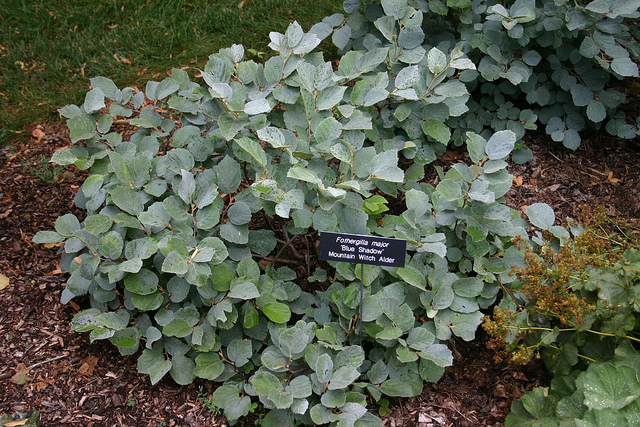 Fothergilla major