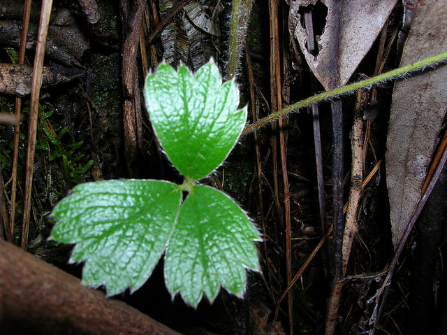 Fraisier du chili (Fragaria chiloensis)