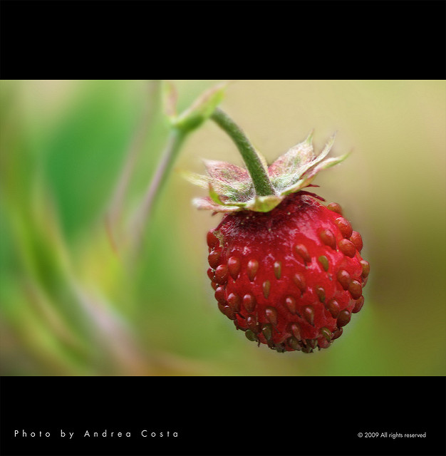 Fraisier du chili