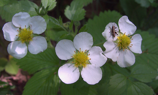 Fraisier musqué (Fragaria moschata)