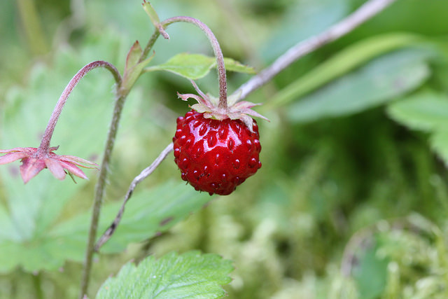 Fraisier des bois