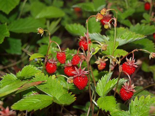 Fraisier des bois