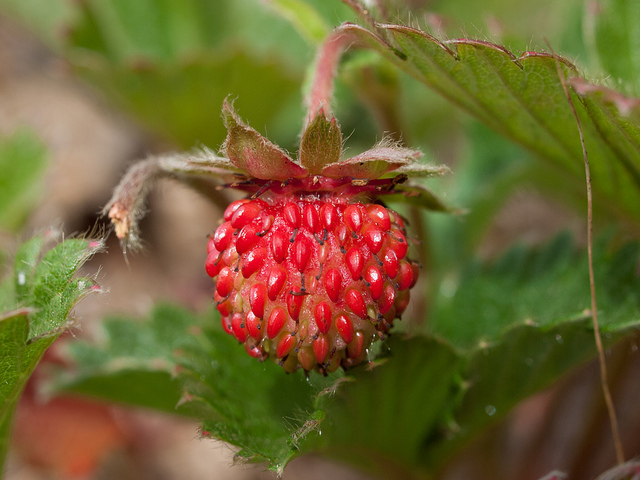 Fraisier des bois