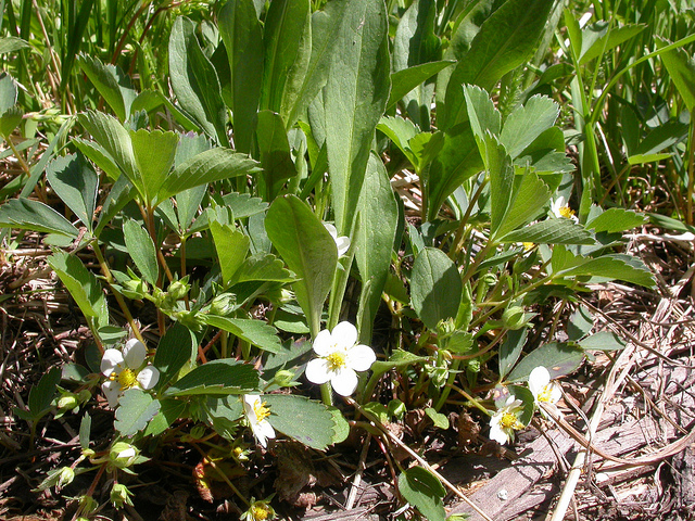 Fraisier de Virginie (Fragaria virginiana)