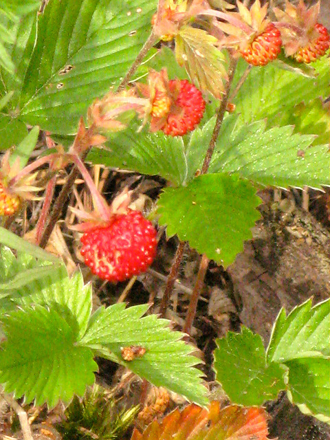 Fraisier des collines