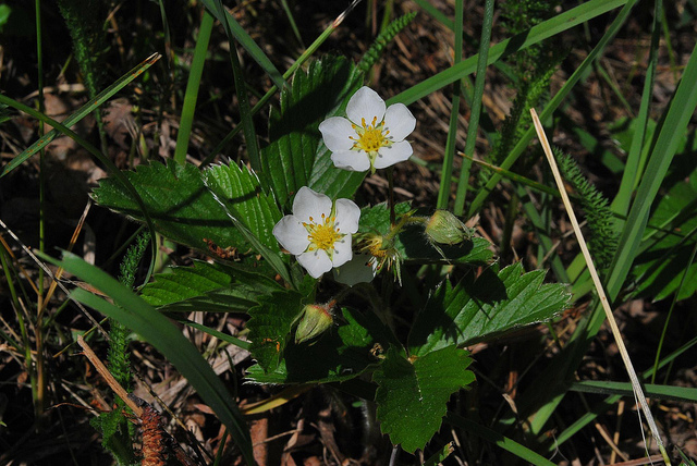 Fraisier des collines (Fragaria viridis)