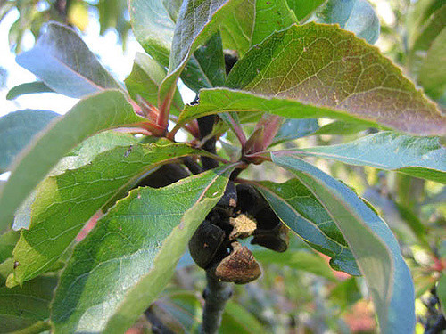 Arbre de franklin