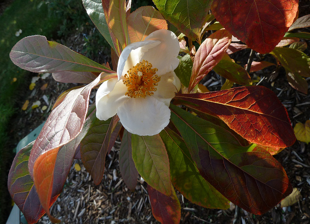 Arbre de franklin (Franklinia alatamaha)