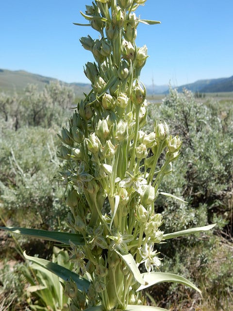 Frasera speciosa (Frasera speciosa)