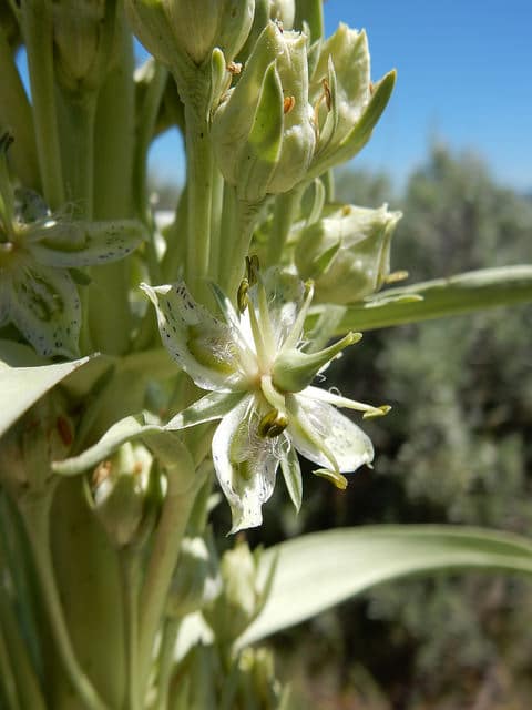 Frasera speciosa