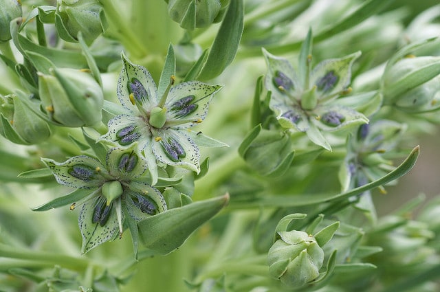 Frasera speciosa