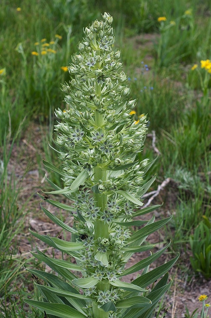 Frasera speciosa