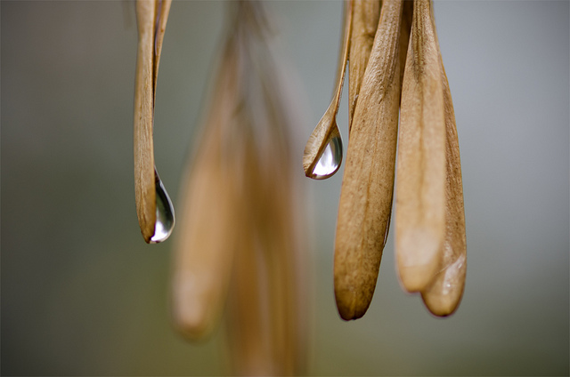 Franc chêne (Fraxinus americana)