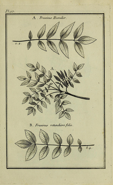Frêne à feuilles étroites