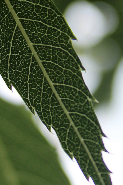 Frêne à feuilles étroites