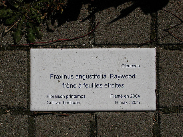Frêne à feuilles étroites