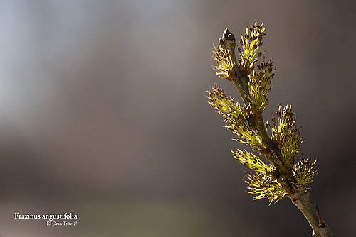 Frêne à feuilles étroites (Fraxinus angustifolia)