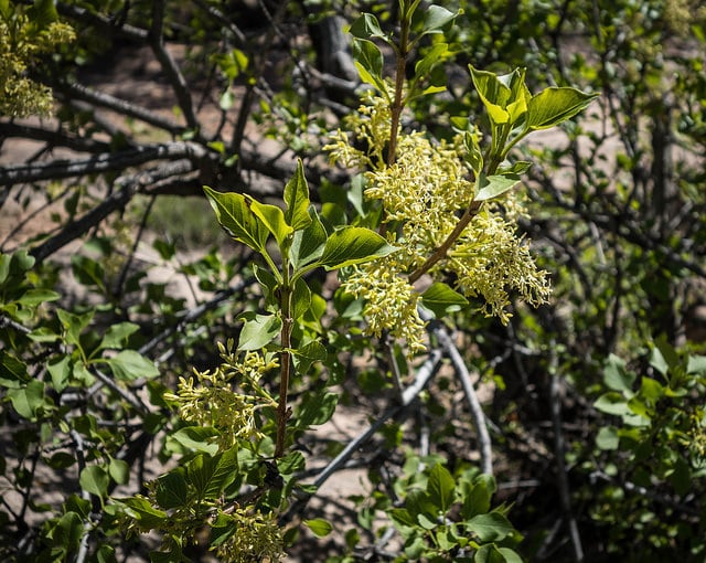 Singleleaf ash