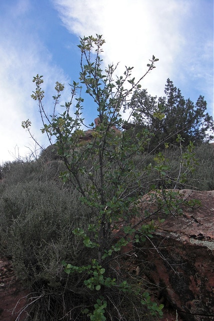 Singleleaf ash